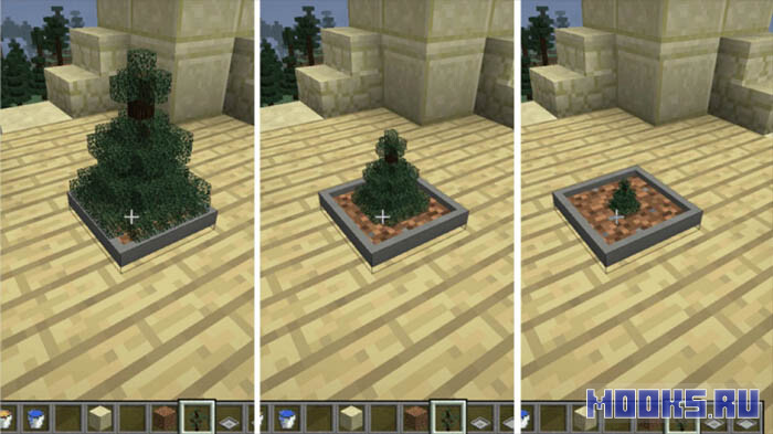 bonsai-trees-3