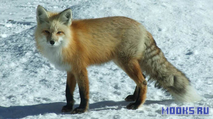 mob-menagerie-fox3